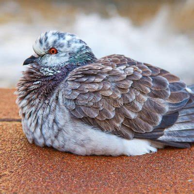 puf yona|IPigeon.